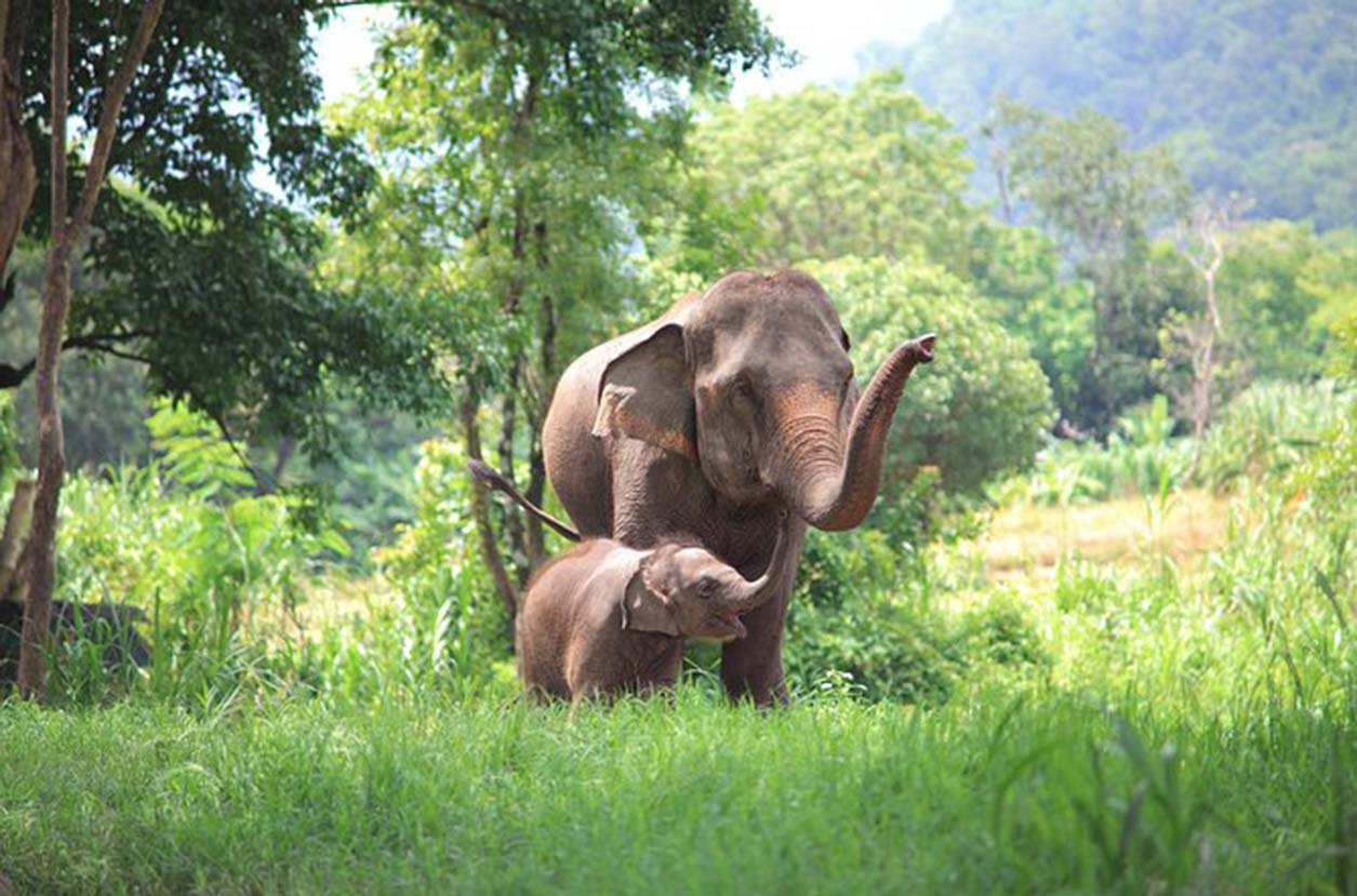 Encuentro con Gigantes: Vivencias Inolvidables en los Proyectos de Conservación de Elefantes en Chiang Mai